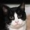 meowski
