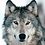 WOLF444